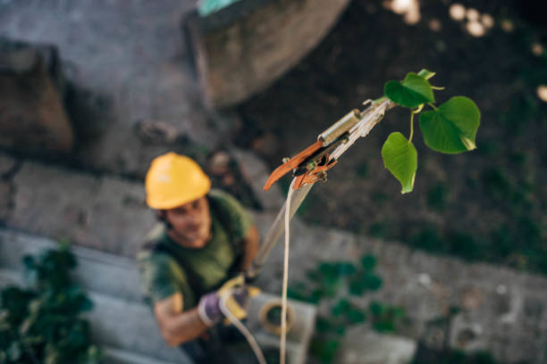 Best Tree Stump Removal  in Belmont, NC